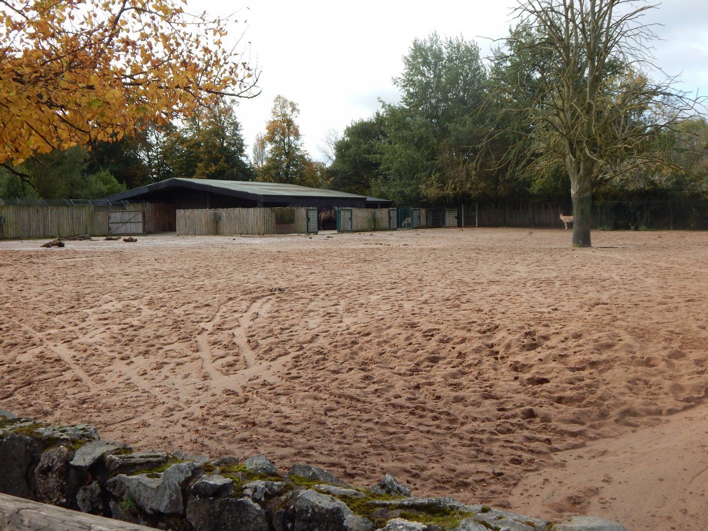 Onager and Bactrian camel enclosure 071020