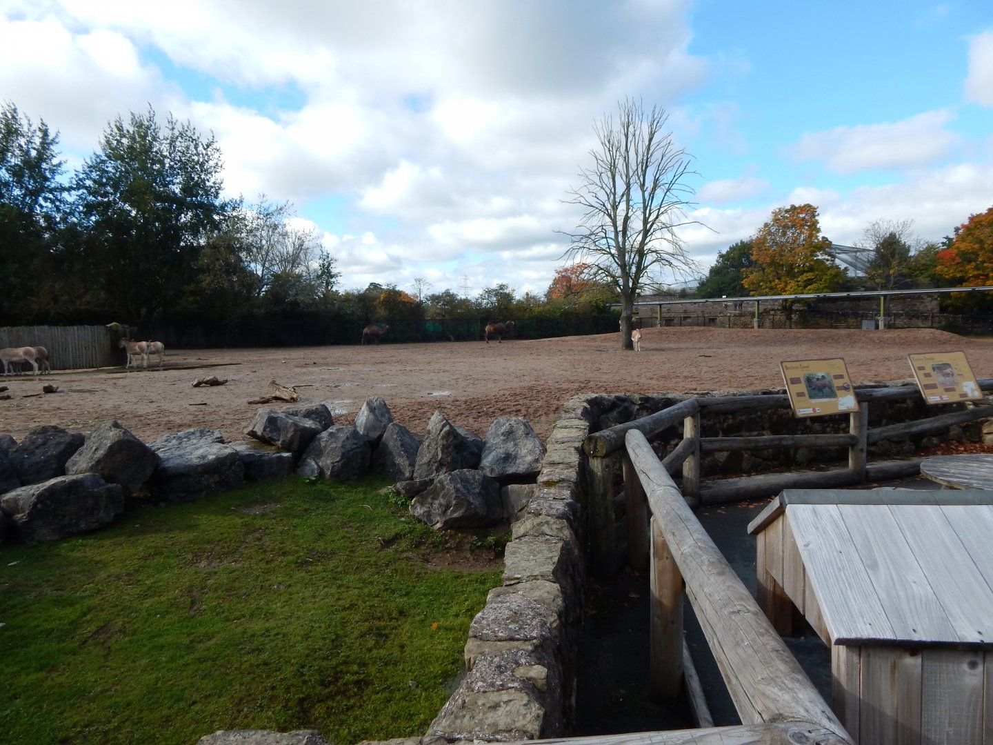 Onager and Bactrian camel enclosure 081020