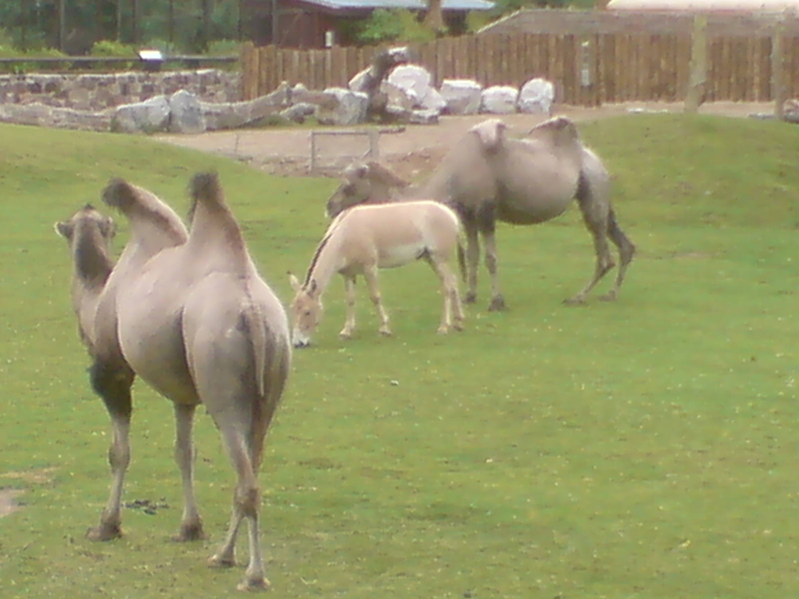 Onager and Bactrian Camel