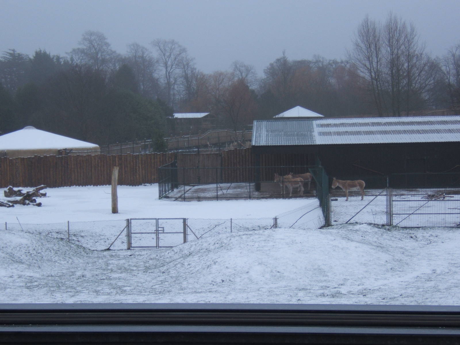 Onager and Camel enclosure in snow