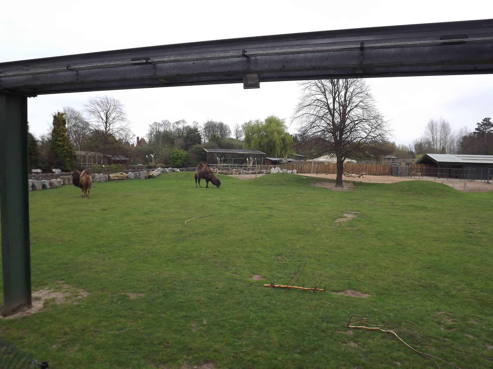 Onager and Camel exhibit at Chester Zoo 31/03/12