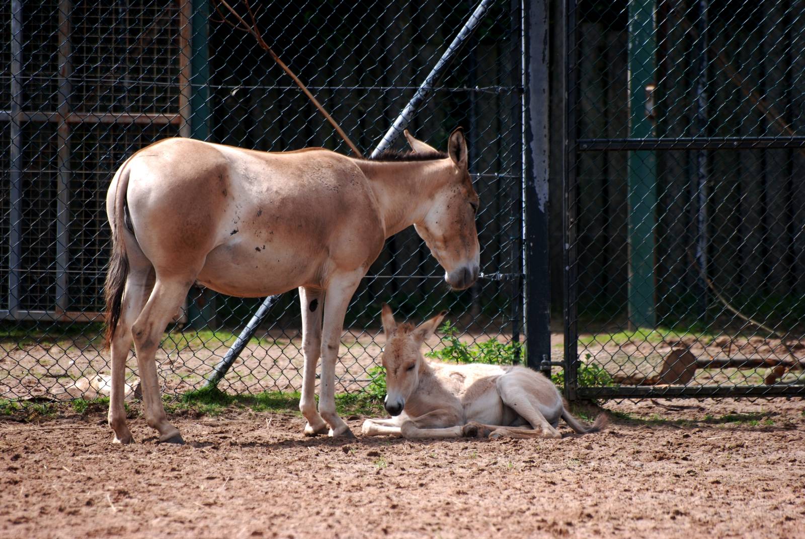 Onager and Foal at Chester, 15/07/12