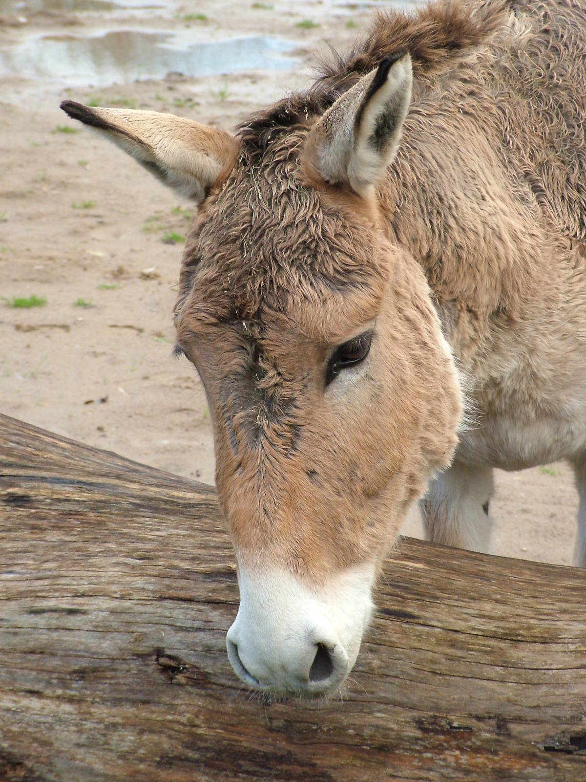 Onager at Chester 06/12/09