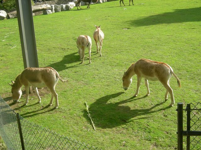 Onager at Chester zoo