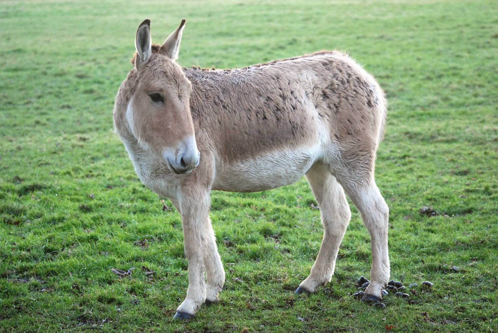 Onager at Whipsnade, 07/12/12
