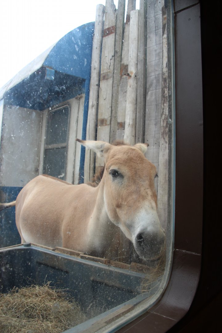 Onager - August 2018