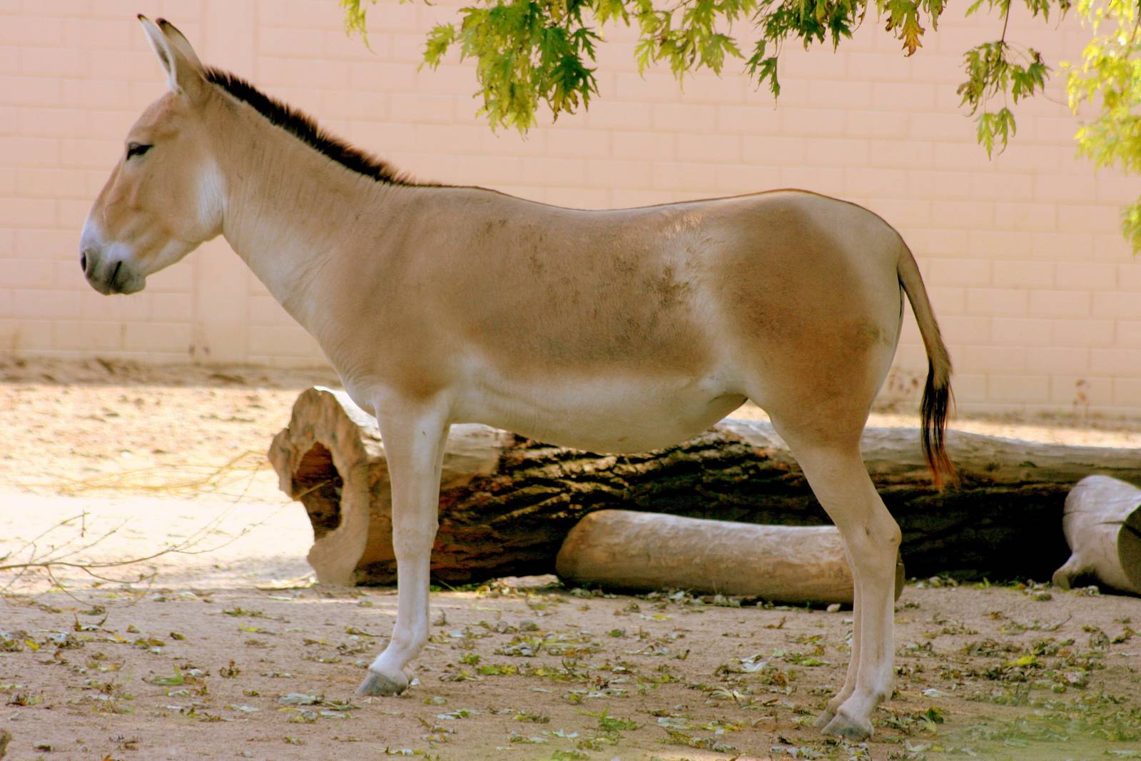 Onager; Cologne; 5th September 2014