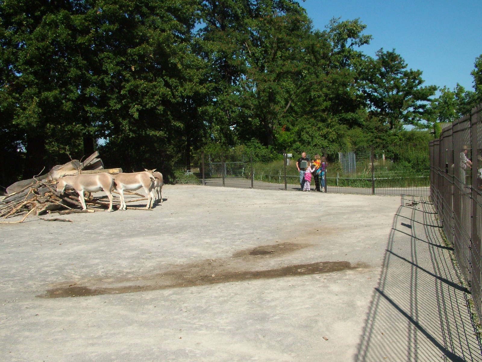 Onager enclosure at Wilhelma, Stuttgart 08/09/06
