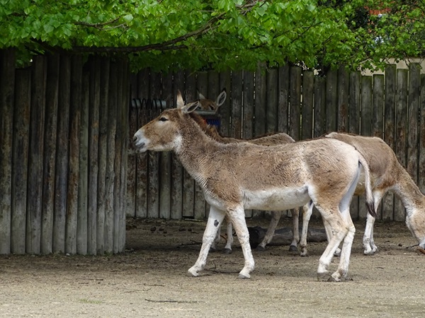 Onager (Equus hemionus onager)
