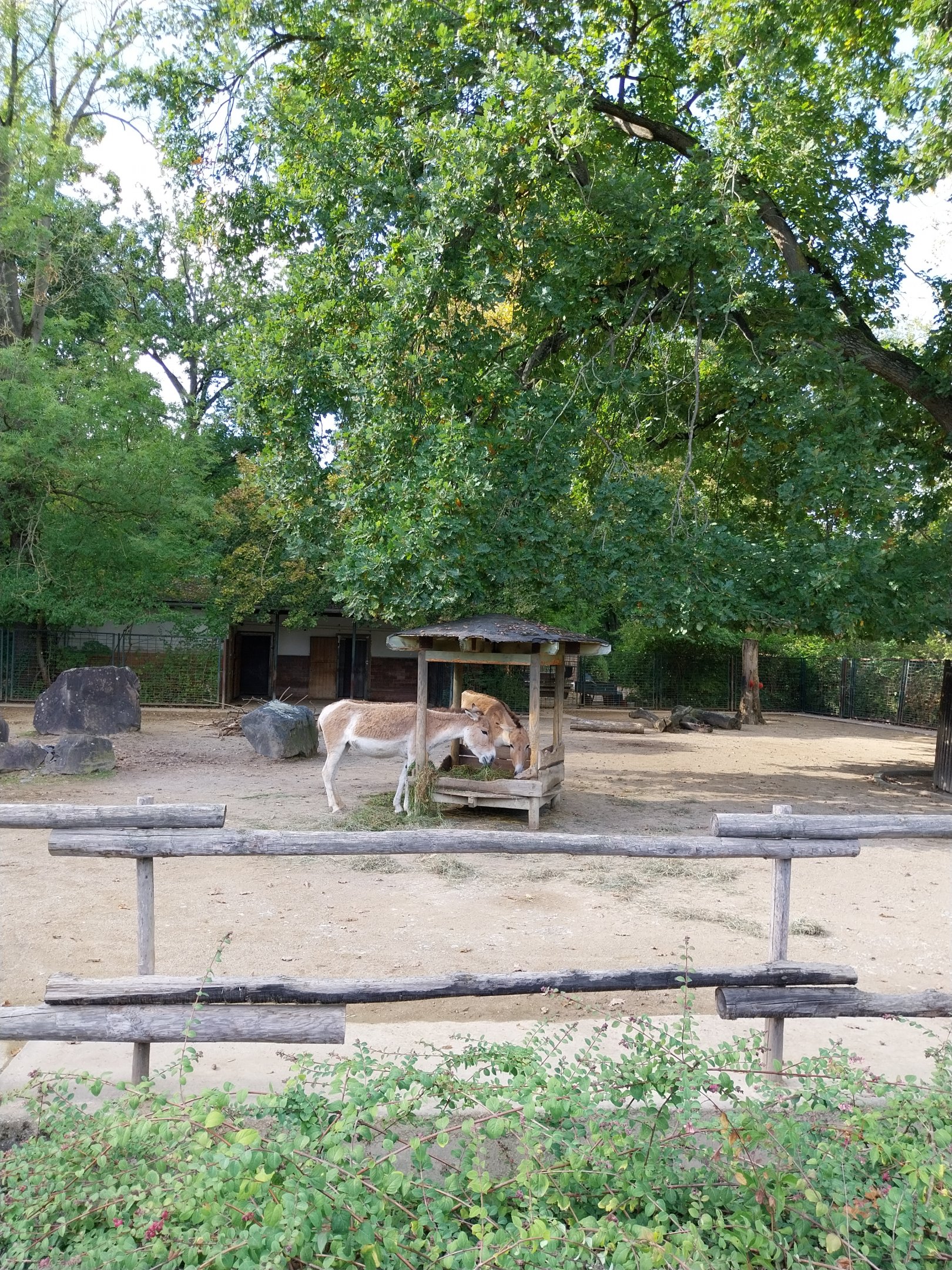 Onager (Equus hemionus onager)