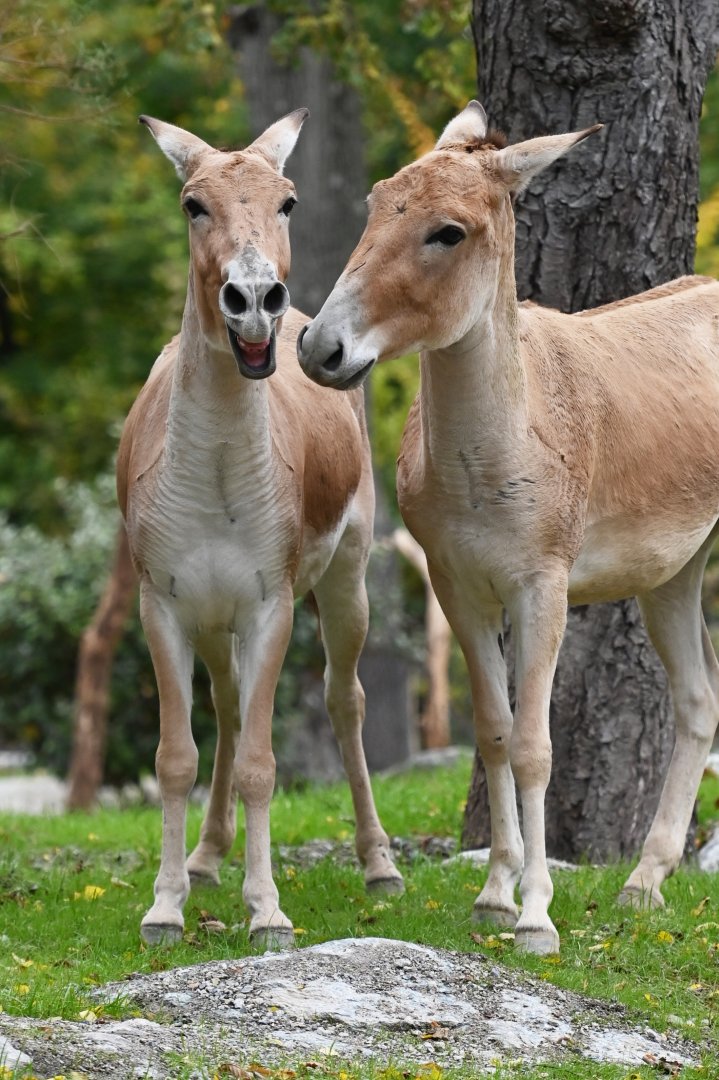 Onager (Equus hemionus)