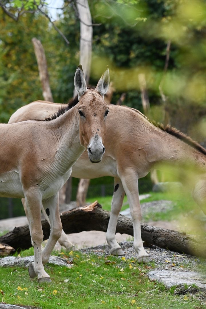 Onager (Equus hemionus)