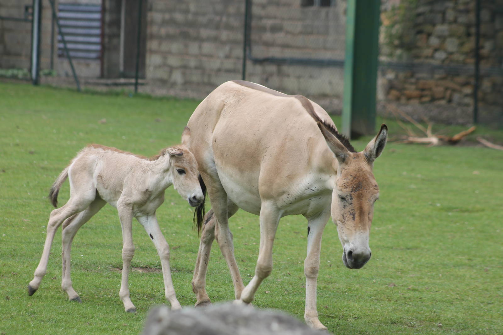 Onager foal, 12 hours old Chester Zoo 11th June 2012