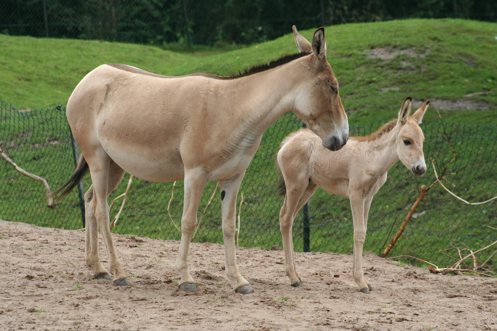 Onager & foal @ Chester 23.06.2012