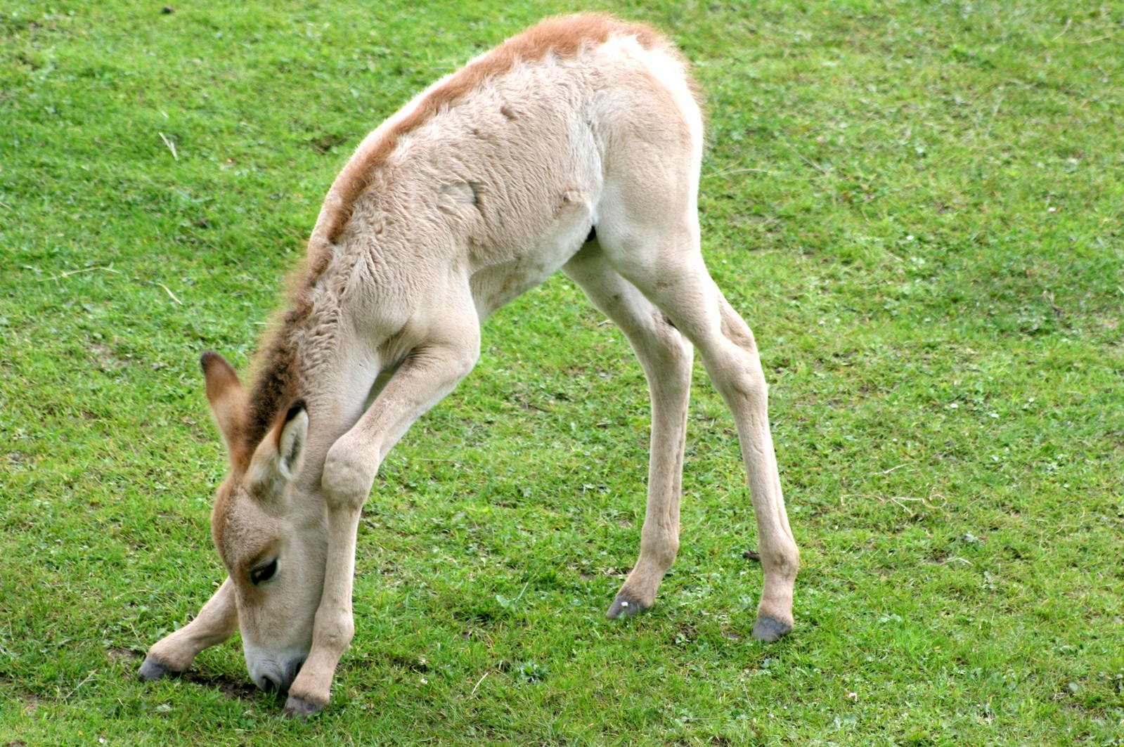 Onager foal; Chester; 23rd June 2012