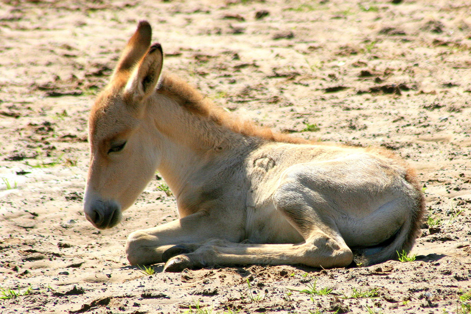 Onager foal; Chester; 24th June 2012