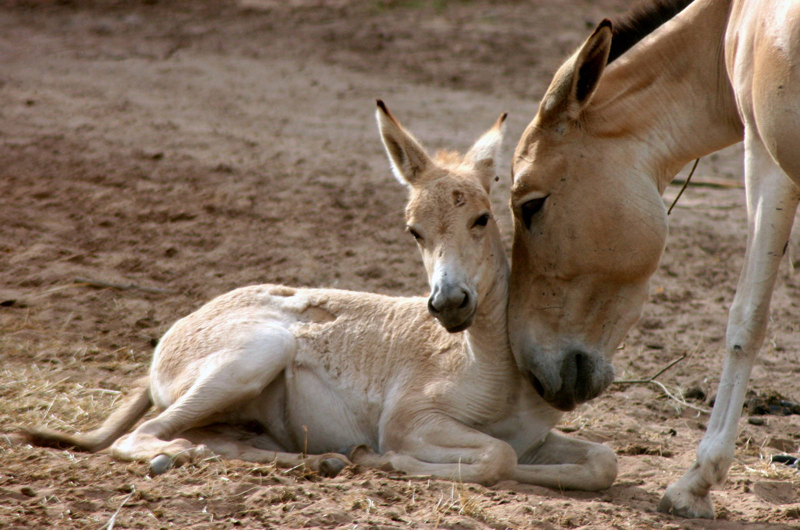 Onager foal; Chester; 8th August 2015