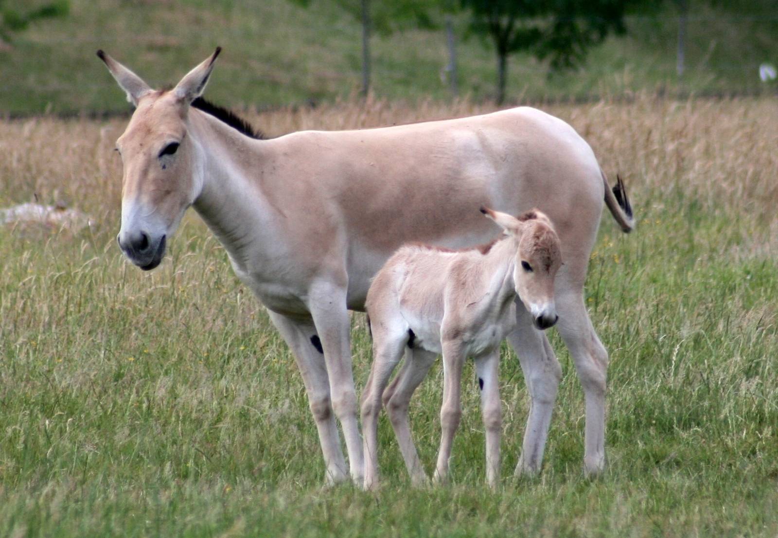 Onager foal; Whipsnade; 3rd July 2010