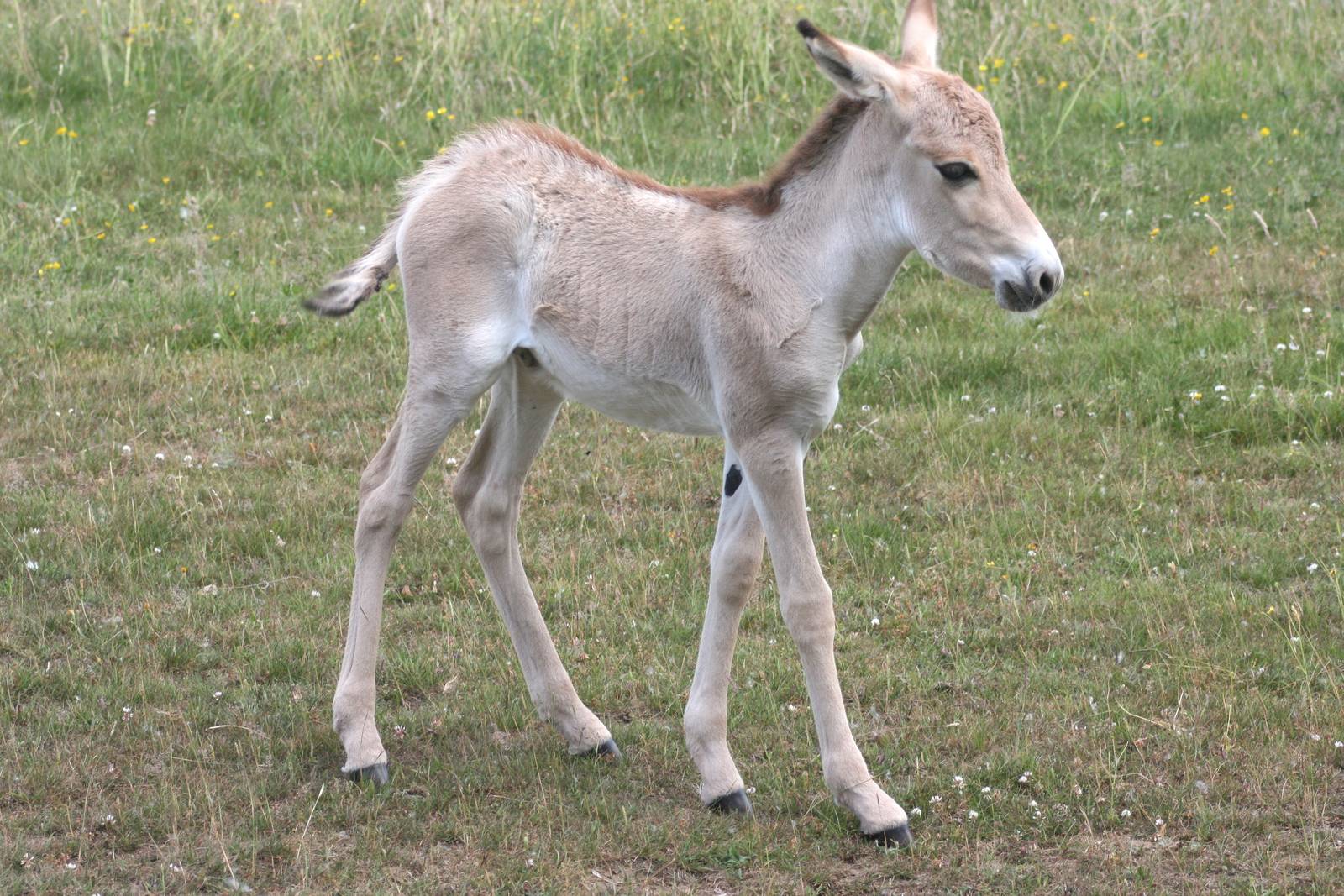 Onager foal; Whipsnade; 3rd July 2010