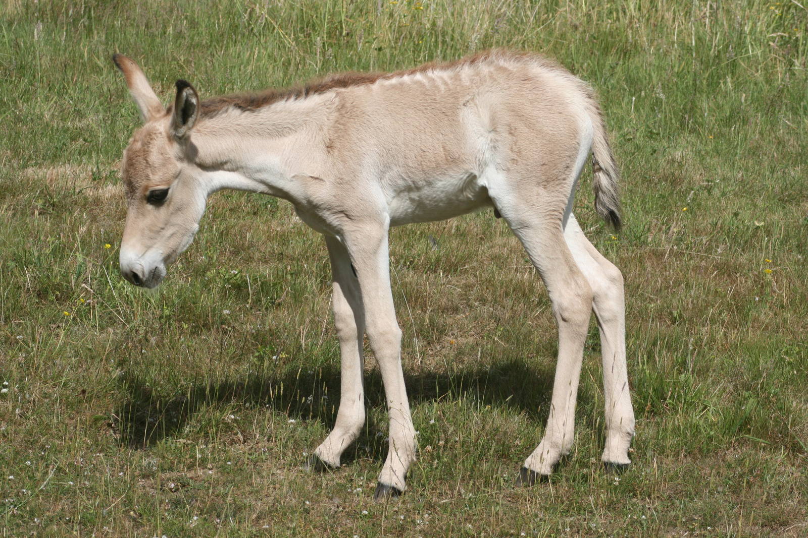 Onager foal; Whipsnade; 3rd July 2010