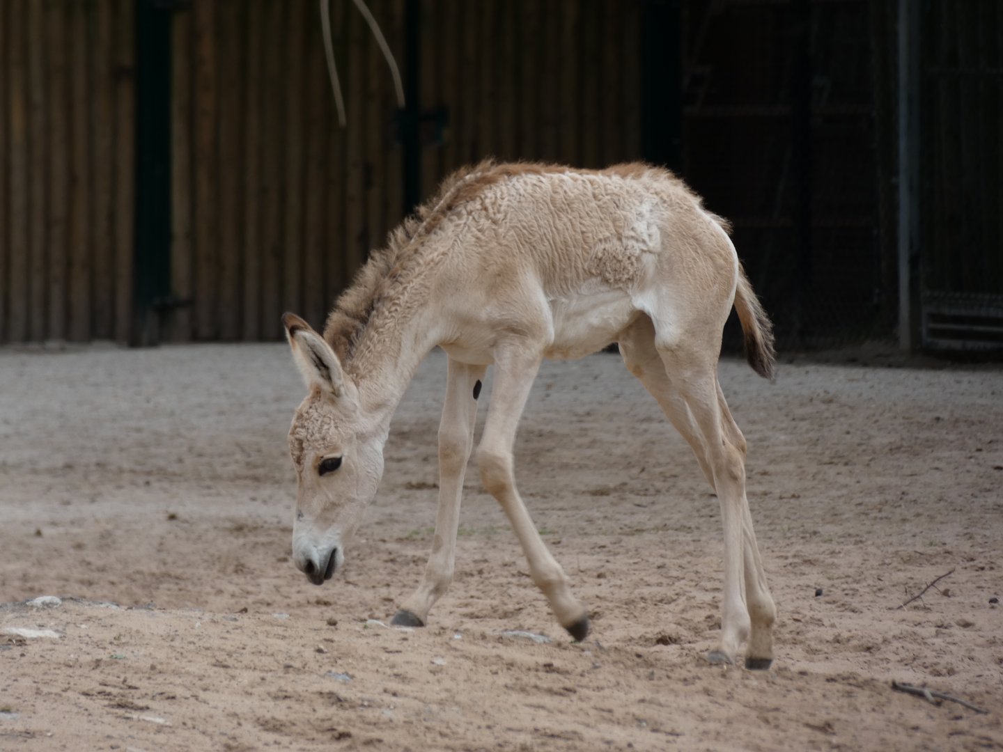 Onager foal
