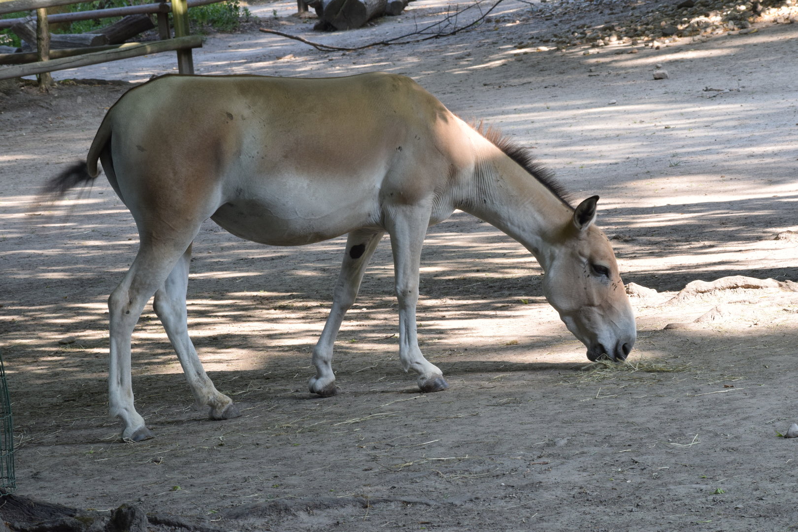 Onager - July 2023