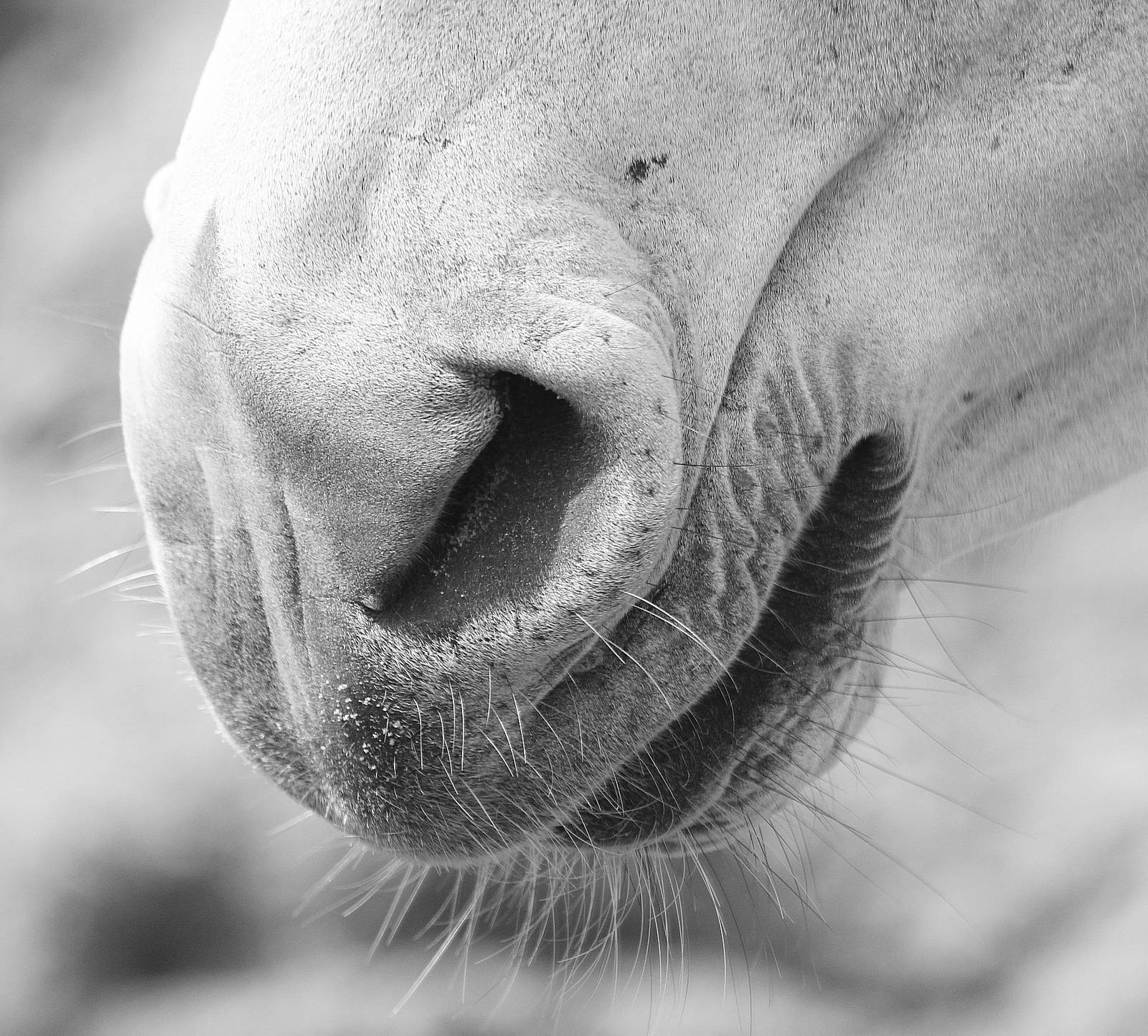 Onager nose