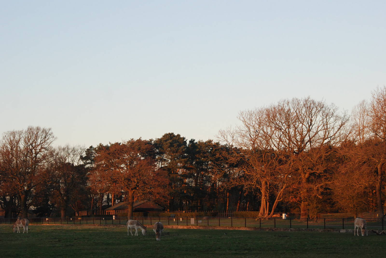 Onager Paddock at Whipsnade, 07/12/12