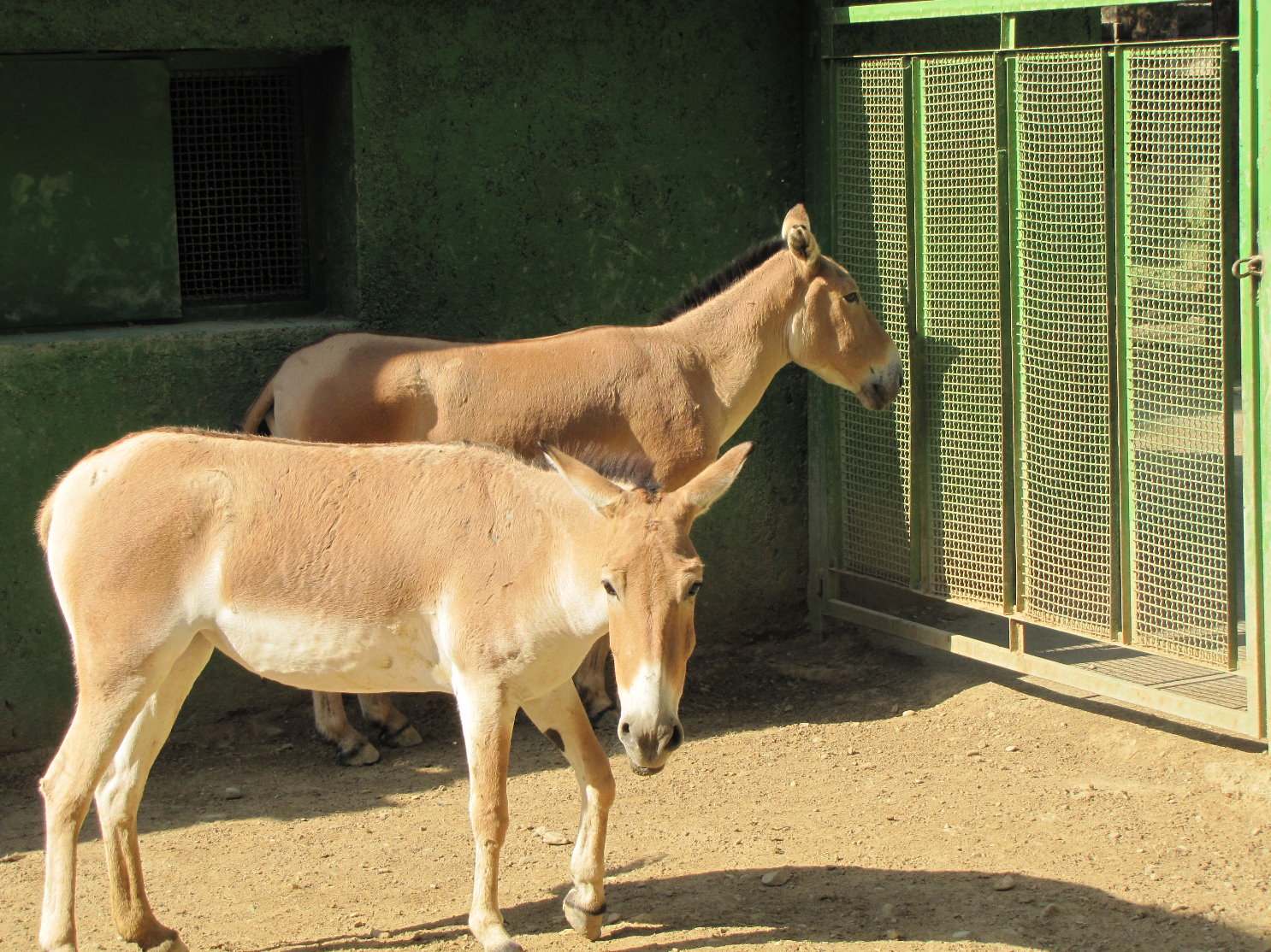 onager(persian wild ass)2