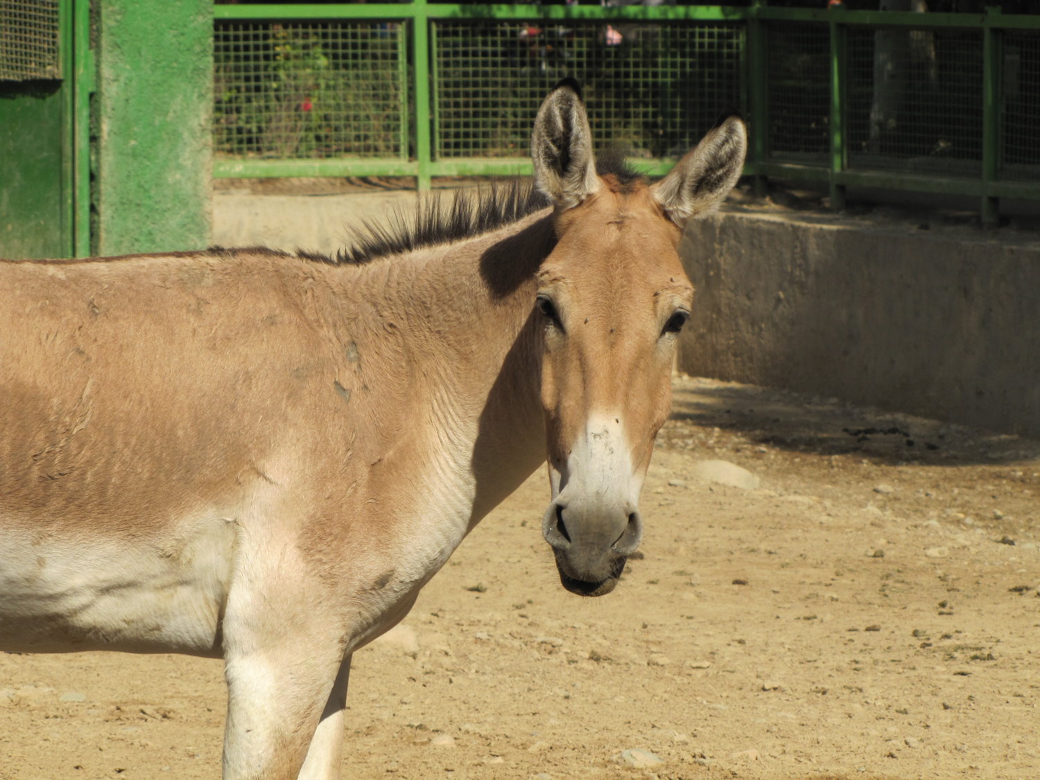 onager(persian wild ass)