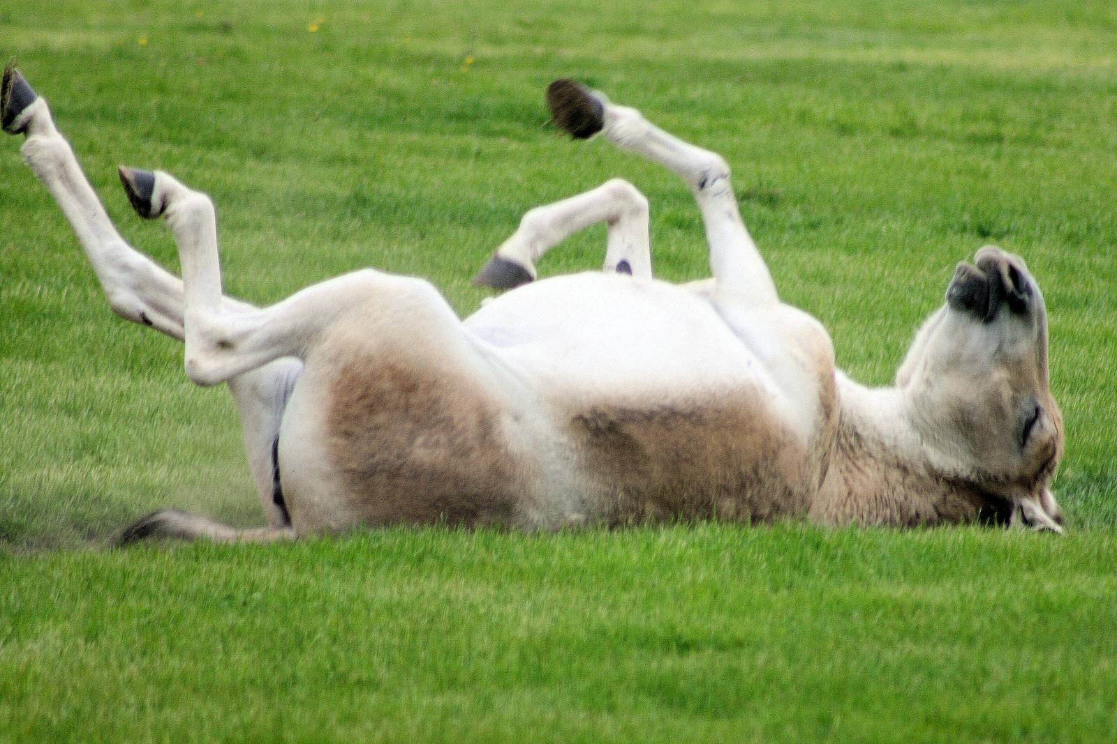 Onager rolling on its back; Whipsnade; 23rd May 2015