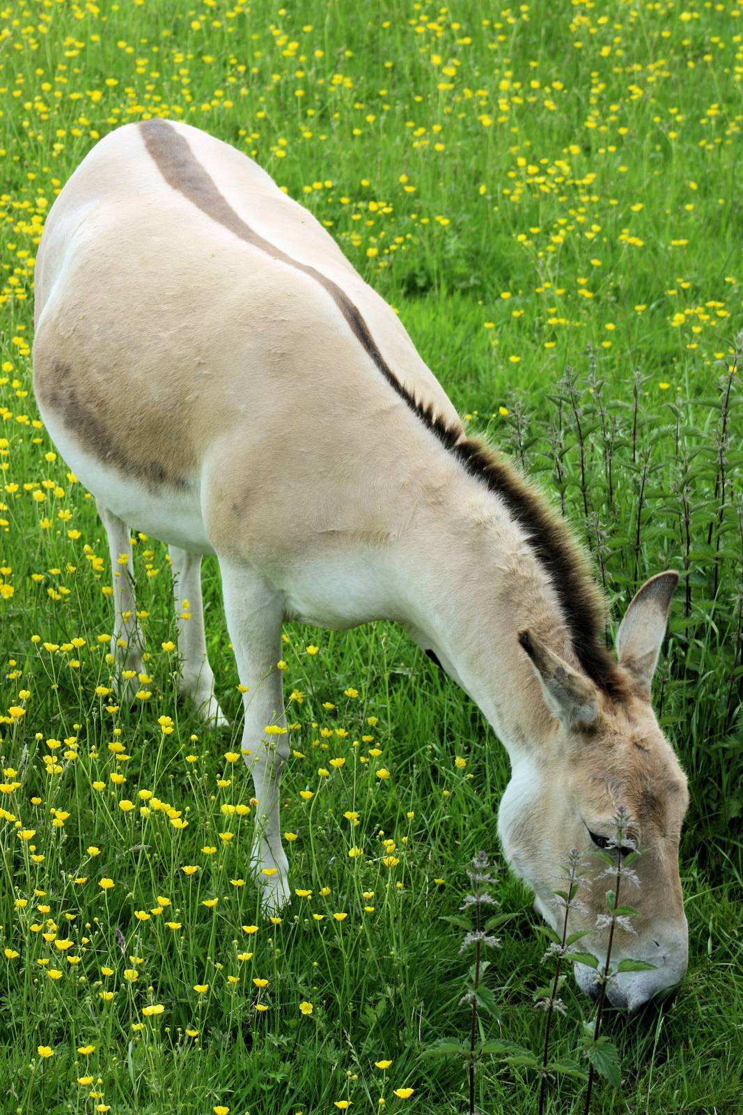 Onager (showing dorsal stripe);Whipsnade; 8th June 2013