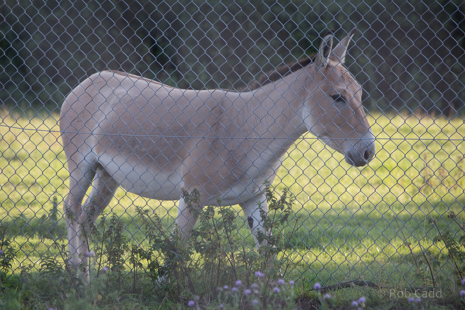 Onager : Whipsnade : 07 Sep 2014