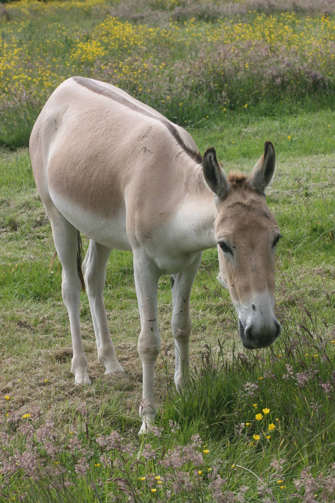 Onager; Whipsnade; 20th June 2009