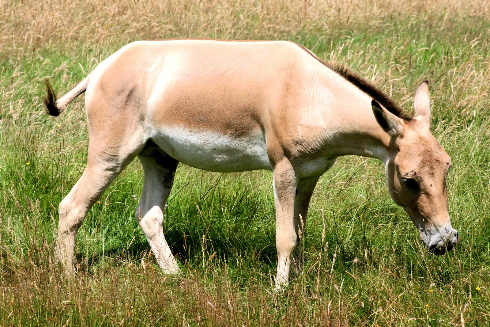 Onager; Whipsnade; 23rd July 2016