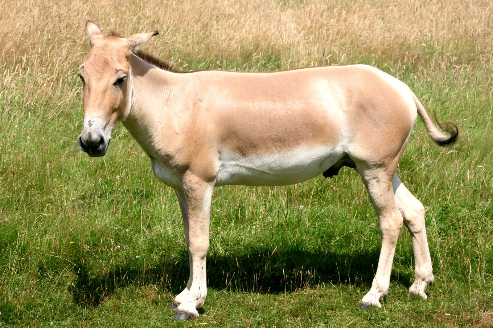 Onager; Whipsnade; 23rd July 2016