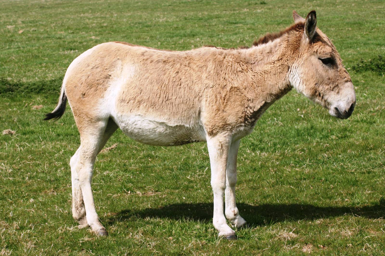 Onager; Whipsnade; 24th April 2010