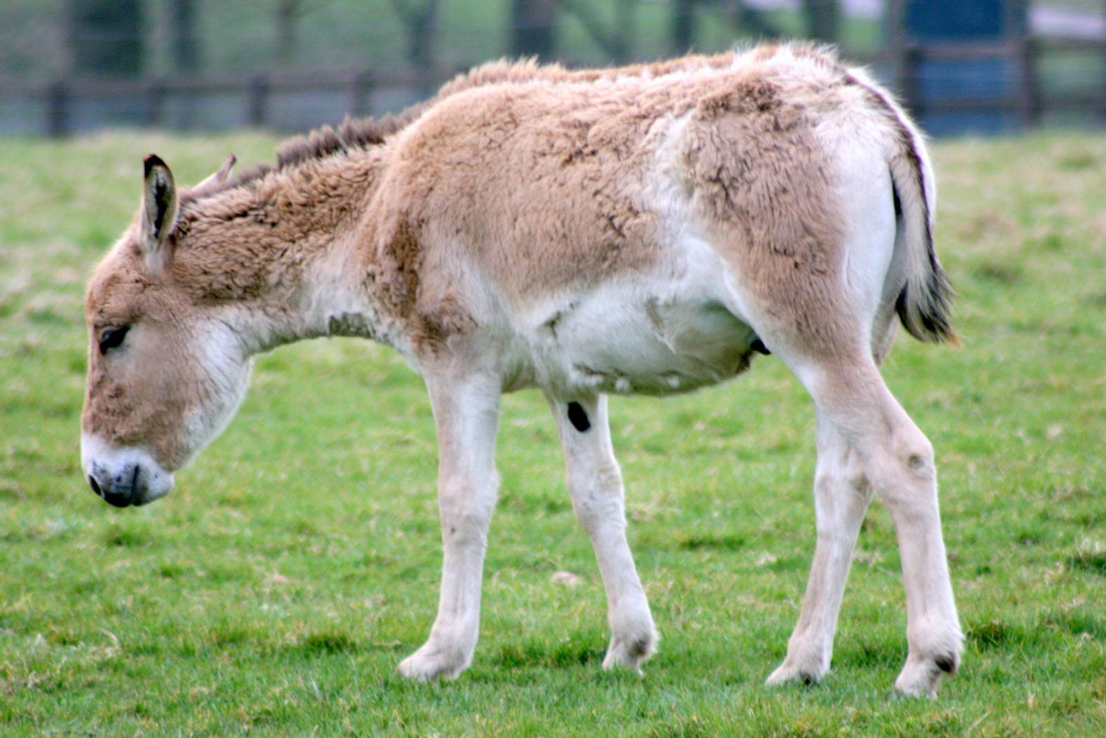 Onager; Whipsnade; 26th March 2011