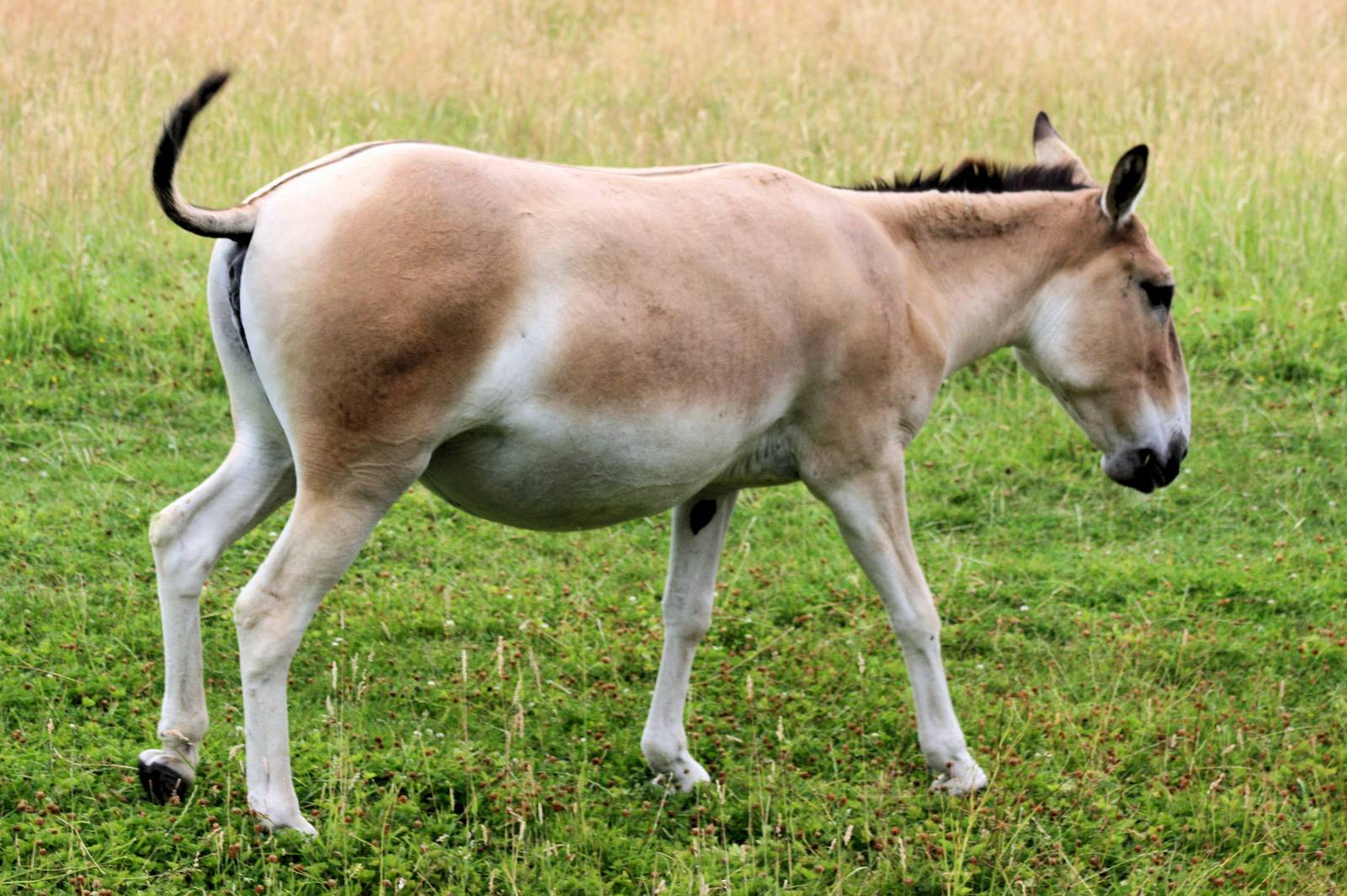 Onager; Whipsnade; 27th July 2013