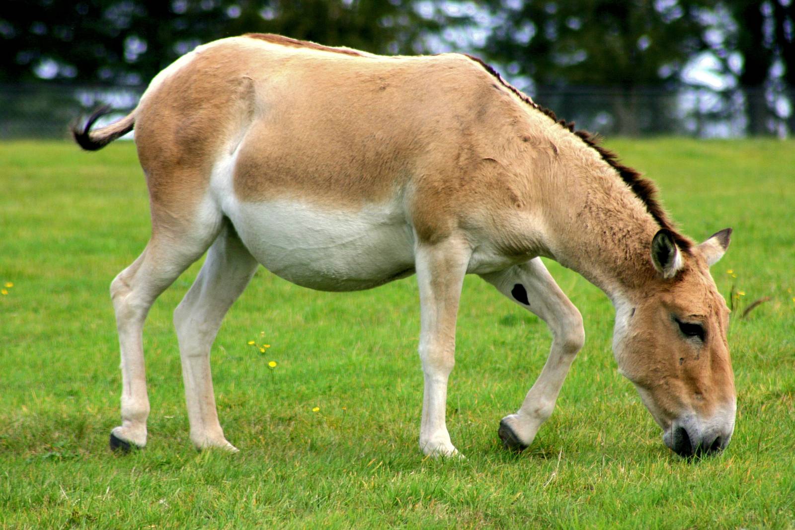 Onager; Whipsnade; 27th September 2014