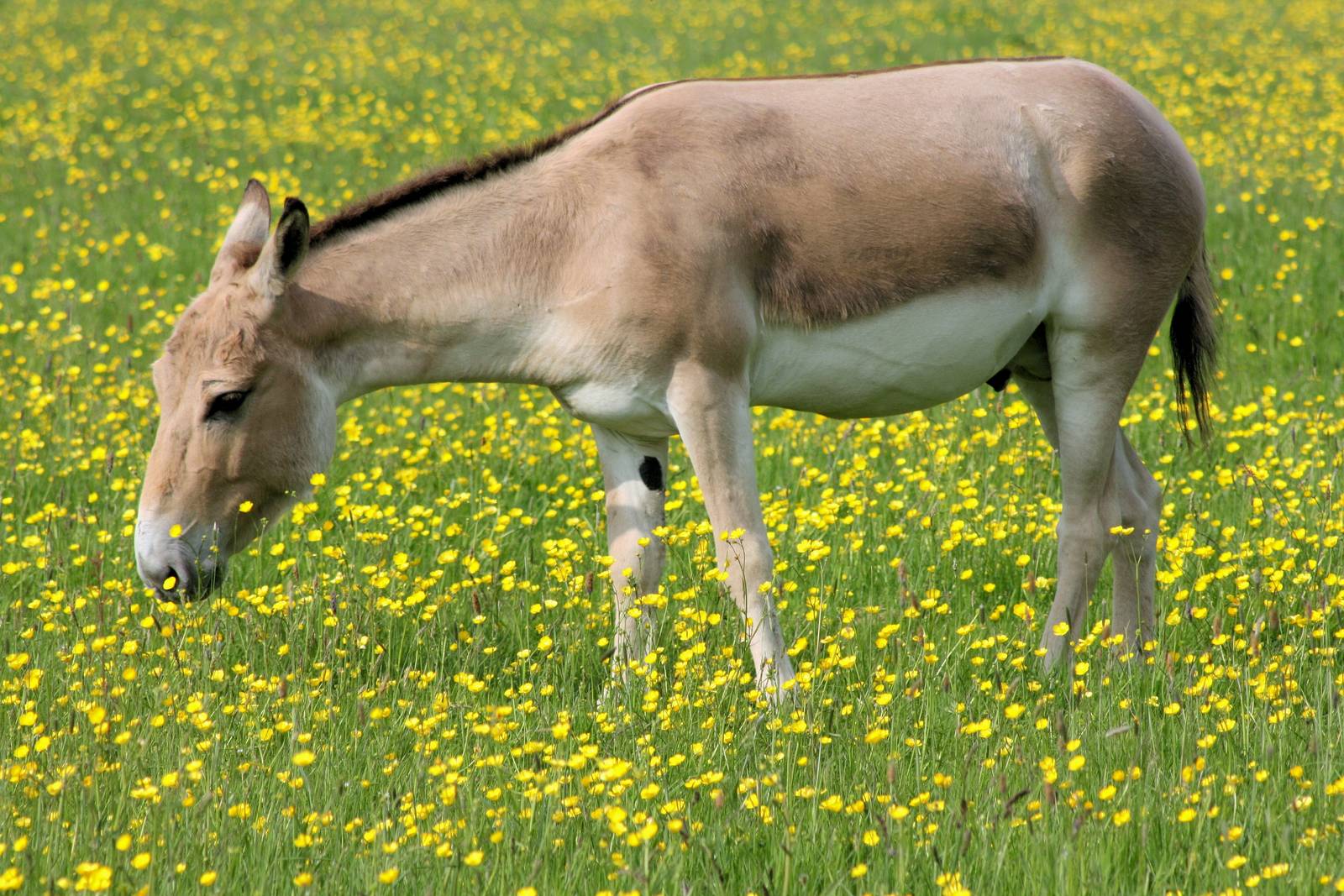 Onager; Whipsnade; 28th May 2016