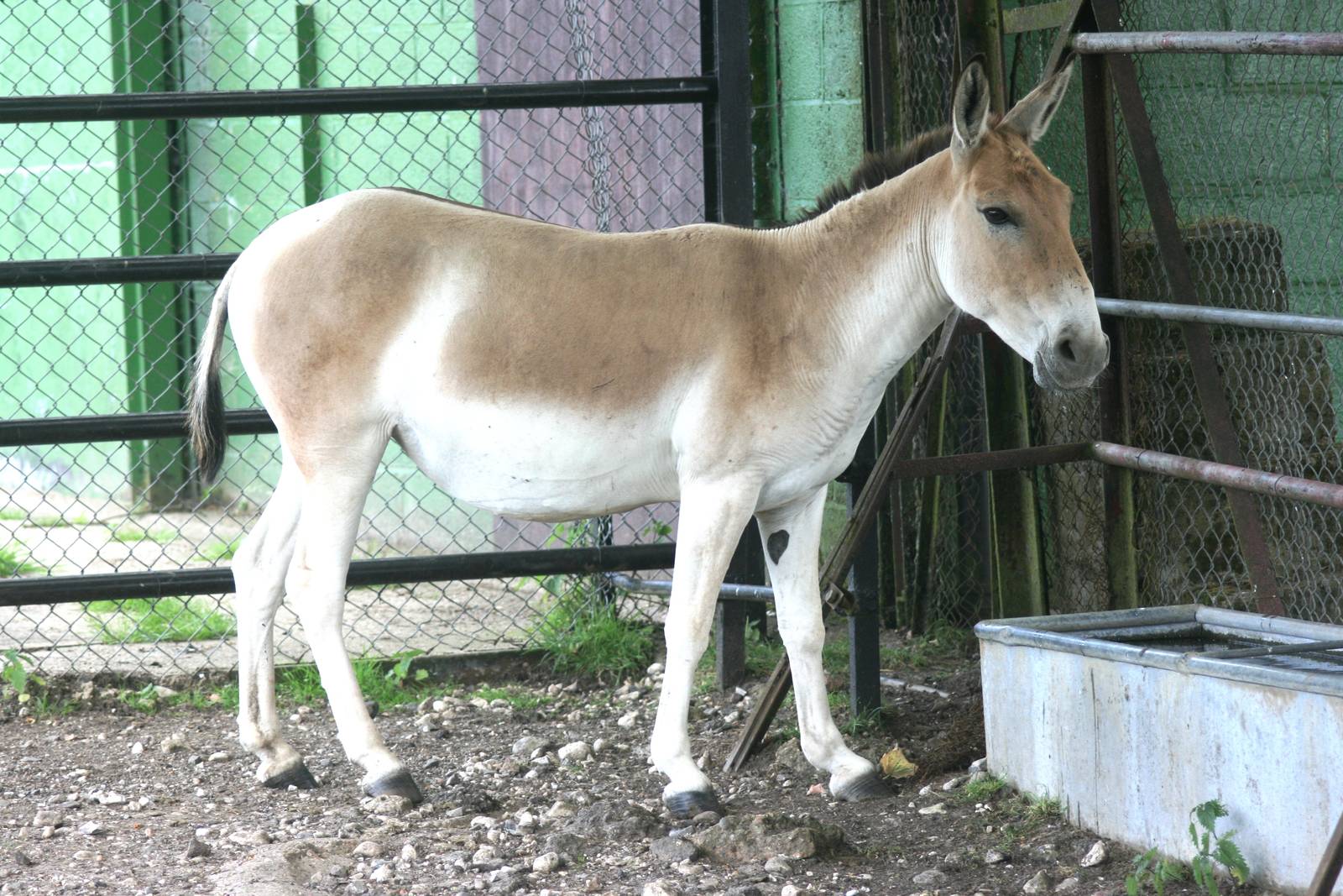 Onager; Whipsnade; 3rd July 2010