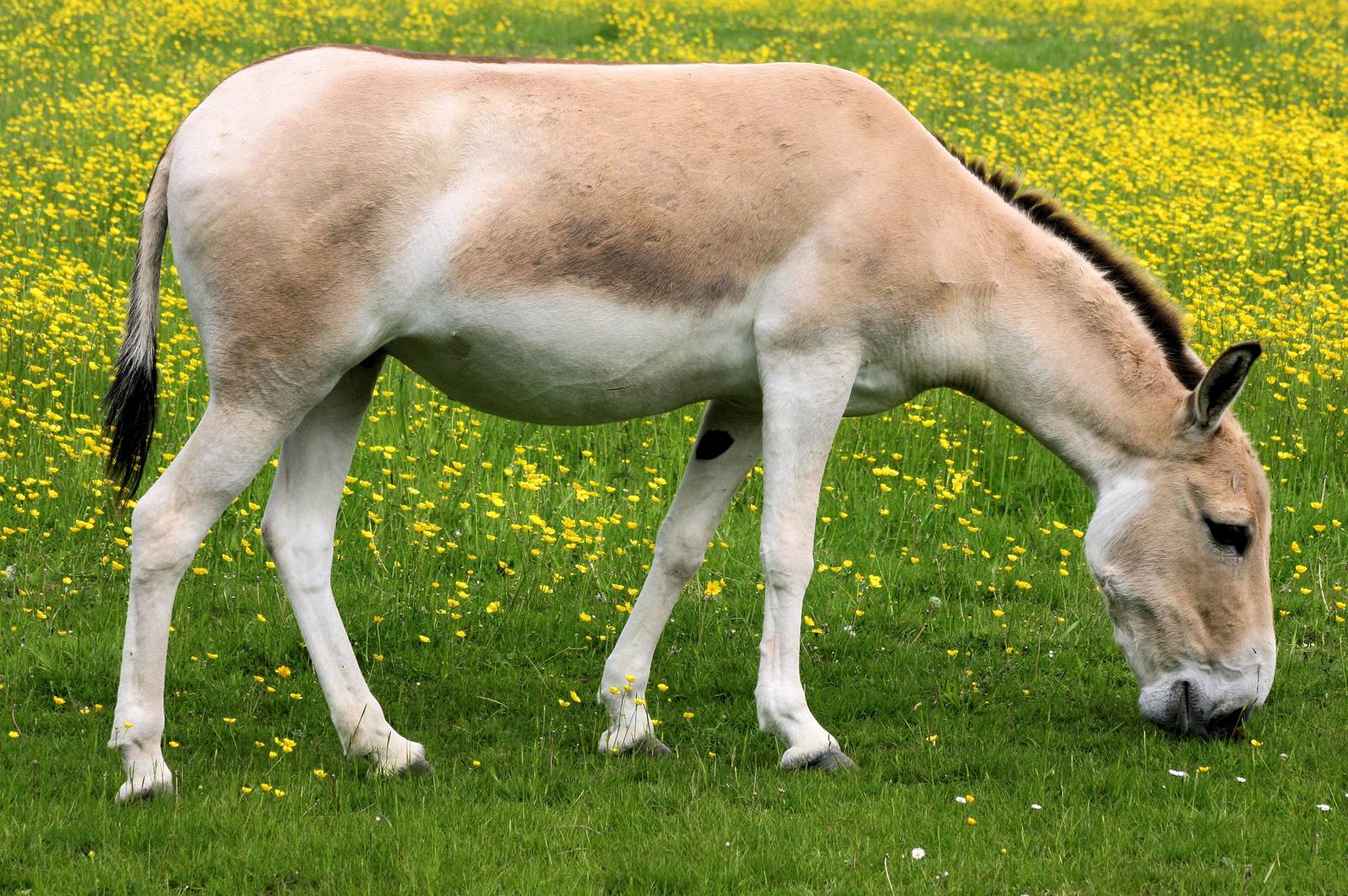 Onager;Whipsnade; 8th June 2013