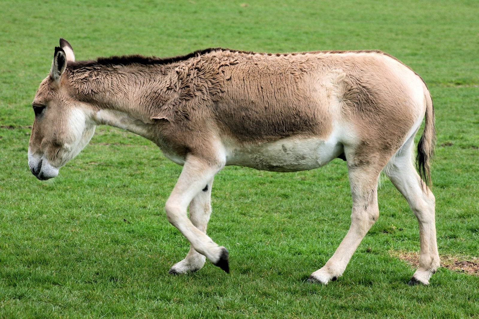 Onager; Whipsnade; 9th April 2016