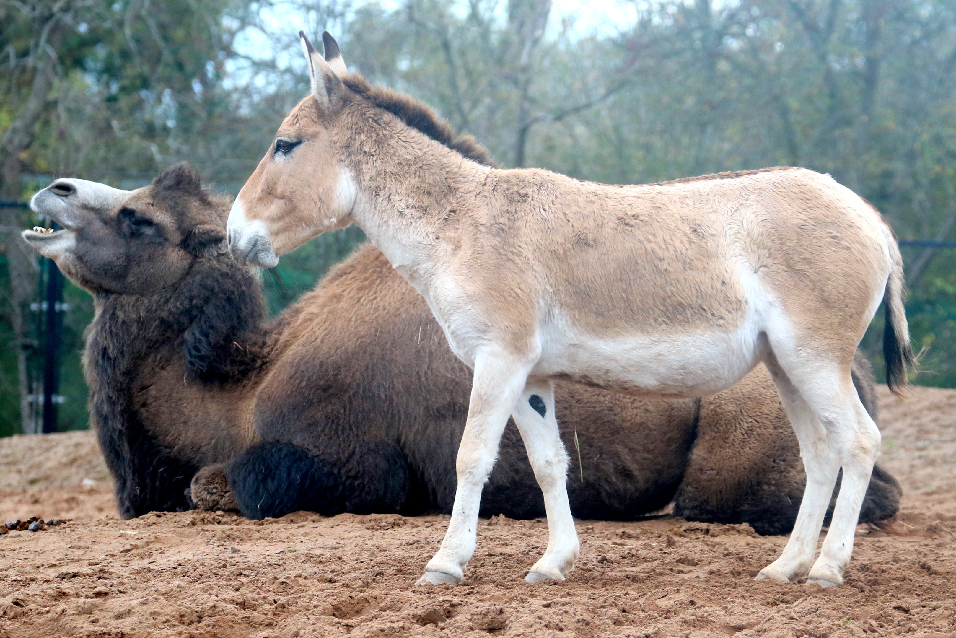 Onager with Bactrian camel; Chester Zoo; 30th October 2022