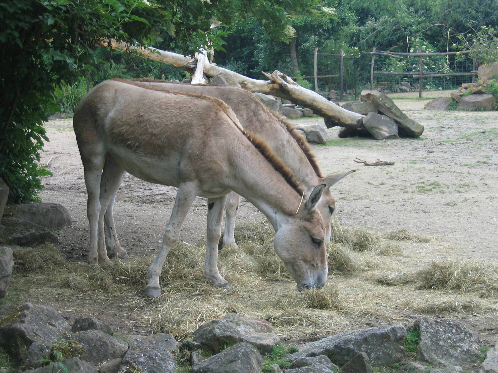 Onager