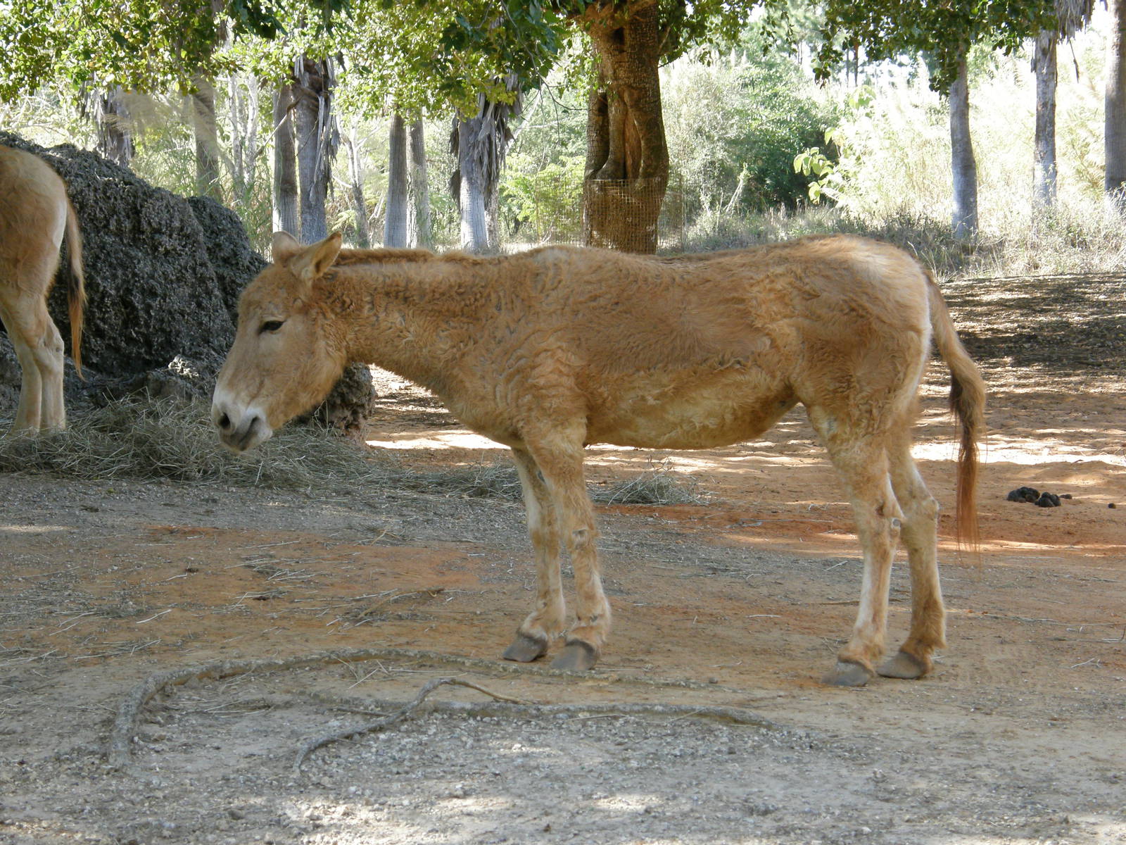 onager