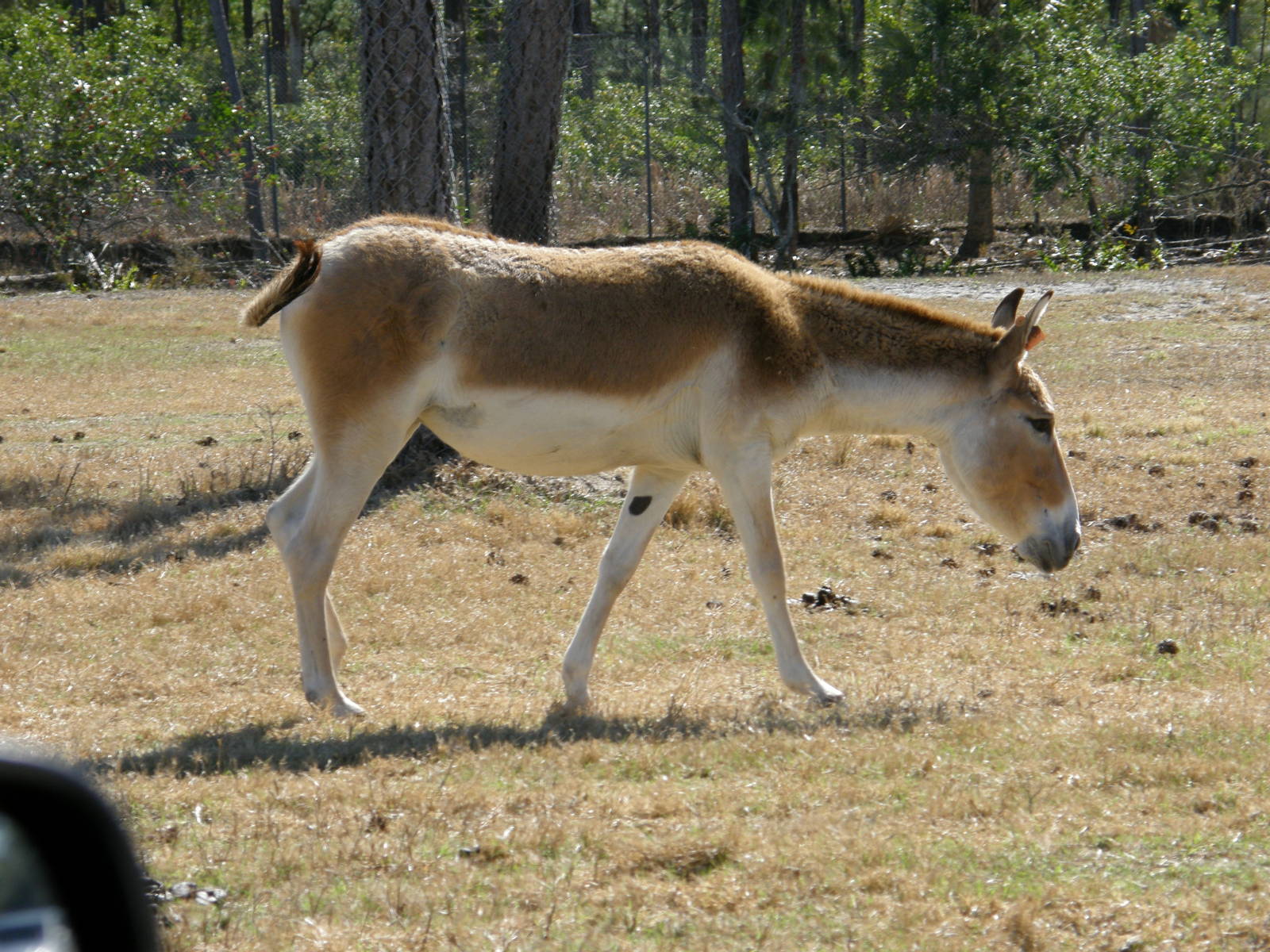 onager