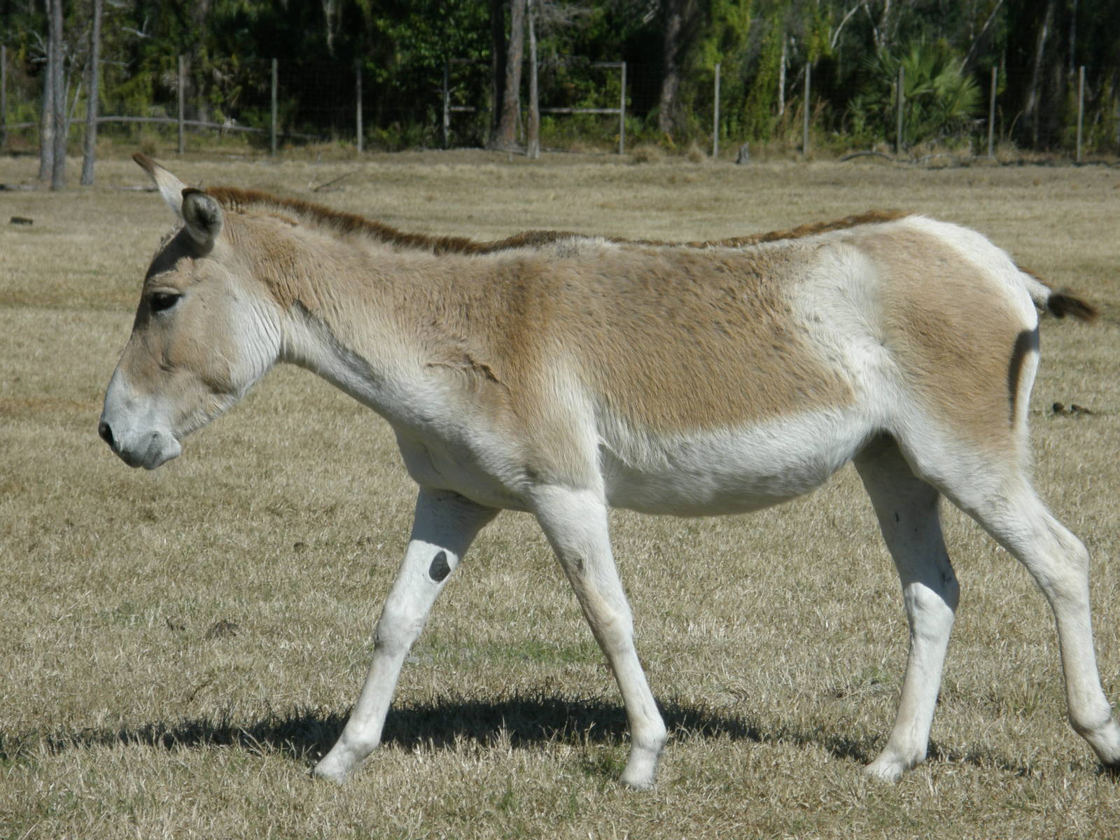 onager