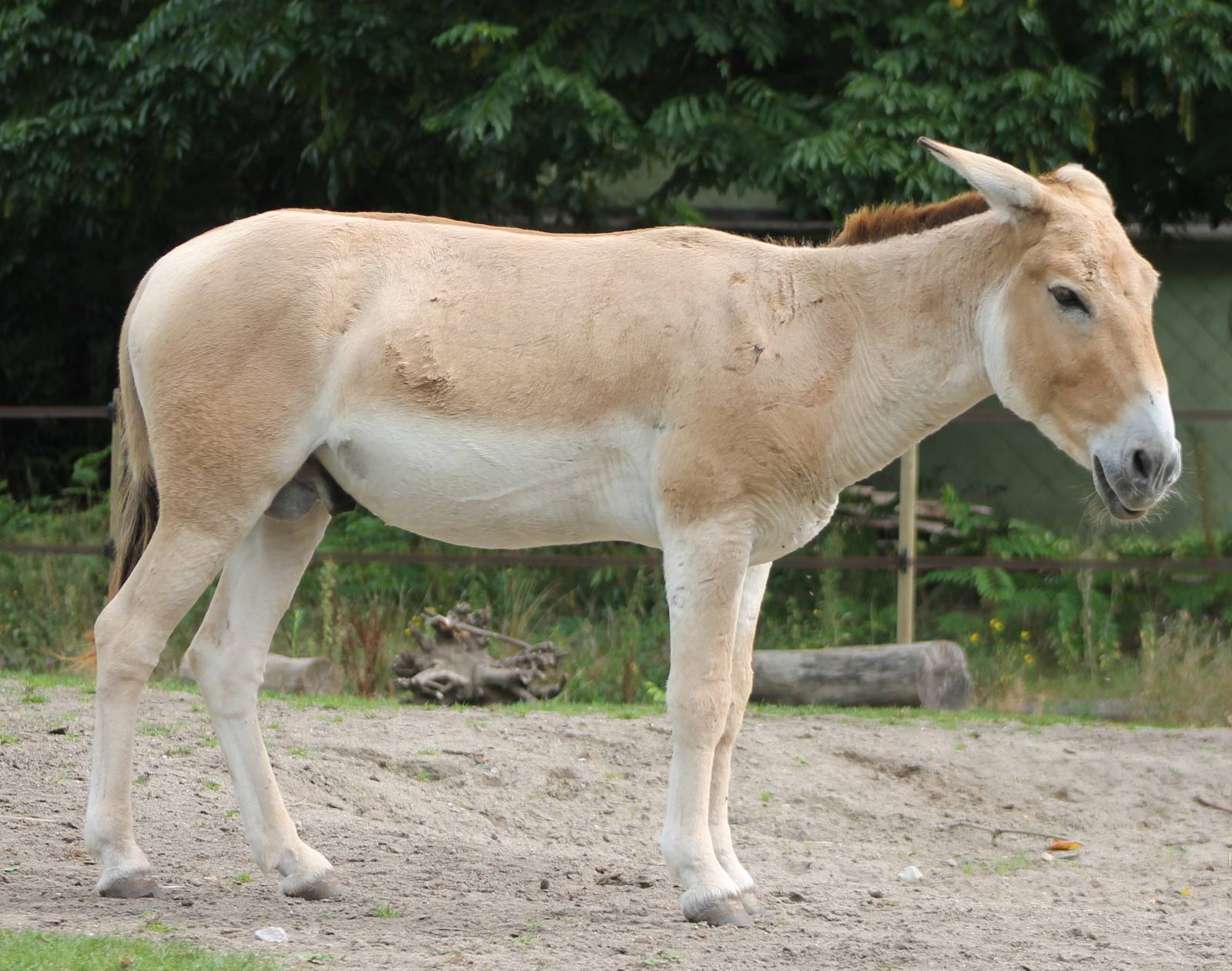 Onager